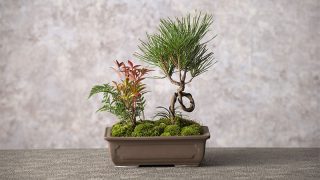 bonsai_shape-320x180.jpg